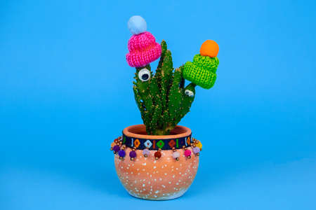 cute funny cactus with eyes wearing knitted hat, potted in ceramic pot on a blue backgroundの写真素材