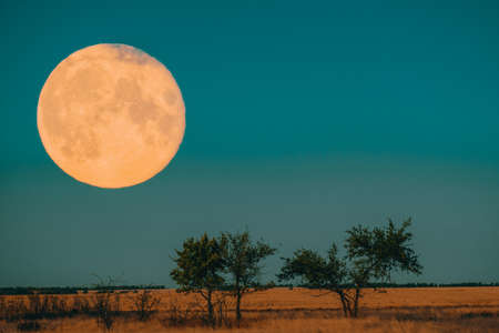 beautiful landscape with field and forest and big moon in a night skyの写真素材