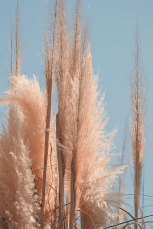 pampas grass against blue sky, minimal trendy art nature posterの写真素材