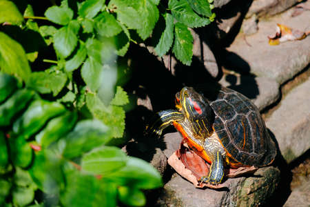 red eared turtle on the pond in the zooの写真素材