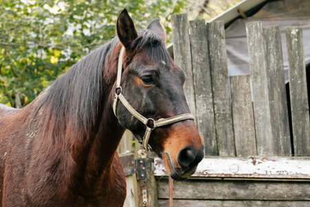close up horse portrait, shabby wooden background