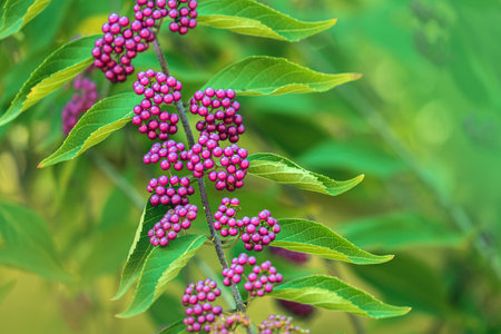 Close up beauty berries branches on a blurred green background in the garden. Bright natural wallpaper.の写真素材