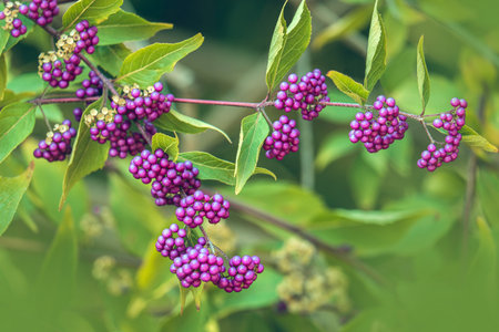 Close up beauty berries branches on a blurred green background in the garden. Natural floral background.の写真素材