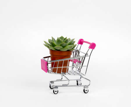 Potted succulent in shopping cart on a white background.の写真素材