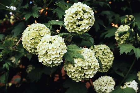 Close-up white blooming hydrangea low key natural wallpaper