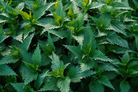 Top view green nettle field texture.の写真素材