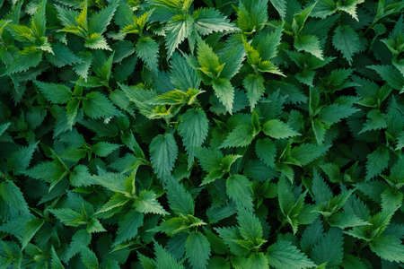 Top view green nettle field texture.の写真素材