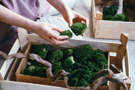 Top view a woman selects stabilized moss for vertical landscapingの写真素材