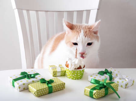 Beautiful white and red cat sitting at table among gift boxes with cupcake. Cat's birthday concept.の写真素材