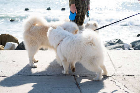 Cute Eskimo dogs while walking on the coast.の写真素材
