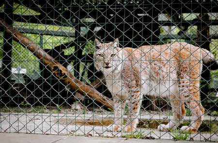 Portrait of beautiful lynx. Lynx in nursery for restoration of wild animals photographed through cage.の写真素材