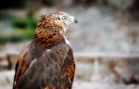 Close-up portrait of spotted eagle on blurry background. The bird looks into camera. Space for text....