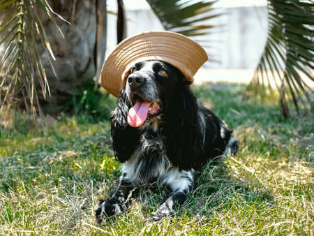Beautiful spaniel dog wearing panama hat lies under palm tree on green grass on hot summer day with...