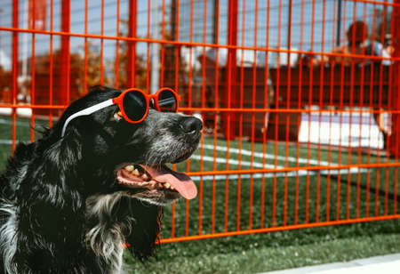 Cute black spaniel dog wearing red glasses on red background. Cute summer greeting card with pet.の写真素材