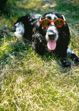 Young handsome spaniel dog wearing red sunglasses lies on green grass on sunny day. Summer postcard with pet. copyspace.の写真素材