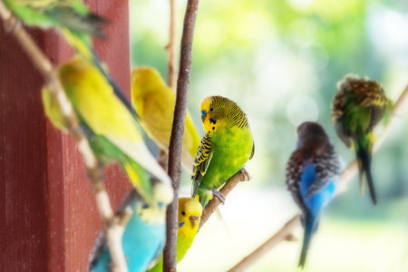 Beautiful budgie sit on branch blurry background. copyspace. selective focus.