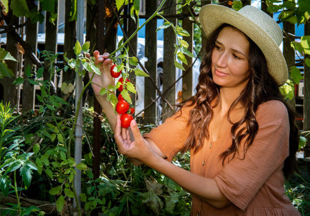 Lifestyle portrait of woman wearing straw hat and linen dress picking fresh farm tomatoes. Autumn harvest and vegetarian diet concept.の写真素材