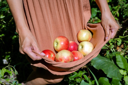 Top view women's hands hold hem of dress filled with fresh garden apples. romantic mood. Autumn harvest and healthy diet concept.の写真素材
