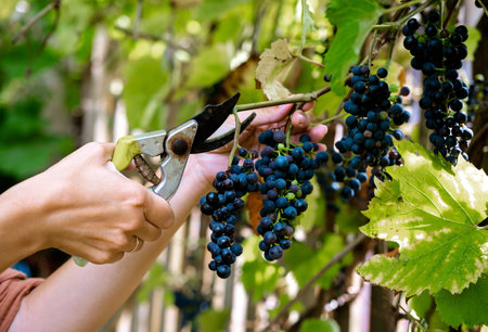 Close up female hands with garden scissors cutting red grape bunches. autumn harvest concept.の写真素材