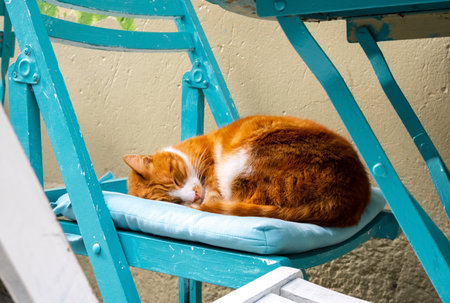 Cute orange cat is sleeping on cafe chair. Pet friendly cafe concept.の写真素材