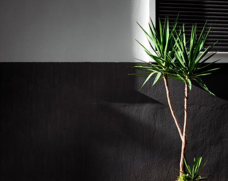 Minimalists backdrop with palm tree and dark shabby concrete wall. Place for text.の写真素材