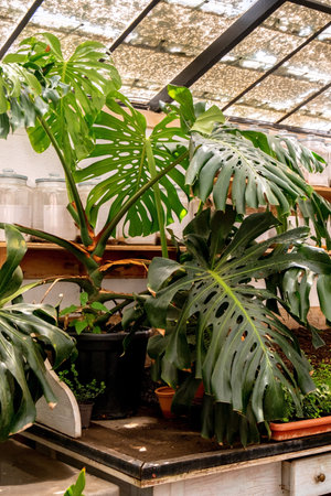 Big potted monstera plant in the greenhouse.の写真素材