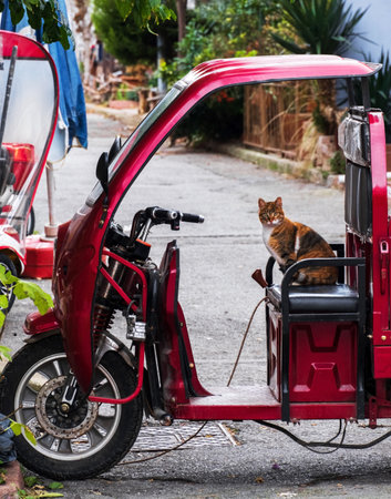 Cute cat sitting in electro bike cabin on Heibeliada island, Istanbul.の写真素材