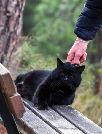 A man's hand stroking a black stray cat.の写真素材