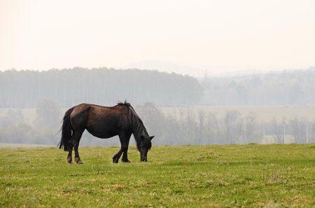 A black horse grazes in a meadow and eats grass. farming concept.の写真素材