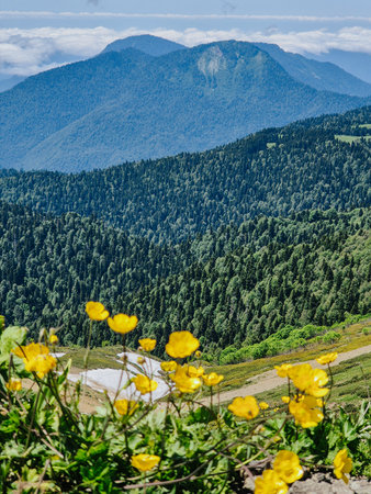 A landscape with green meadows and blooming flowers in the spring in the mountains.の写真素材