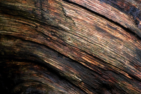 Close-up of the macro surface of an old cut treeの写真素材
