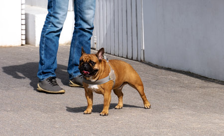 A cute French bulldog stands at the feet of his master on the street.の写真素材