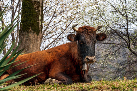 Portrait of a red cow lying on a lawn.の写真素材