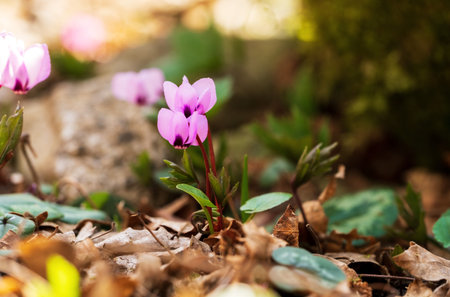 Cyclamen flowers close-up in a clearing in the forest in spring. A rare plant.の写真素材