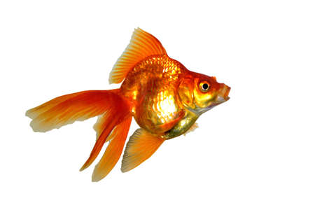 Pretty little gold fish in the aquariumの写真素材
