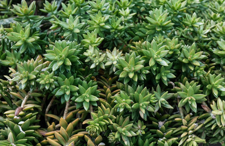 Sedum adolphii is a charming succulent with banana-shaped, dark-green leaves that form golden rosettes when the tips turn orange or a reddish-hue.の写真素材