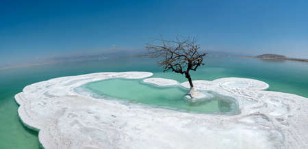 A lonely tree in Dead Sea. A plant on salt island. Unique landscape in the world. The lowest place on Earth.の写真素材