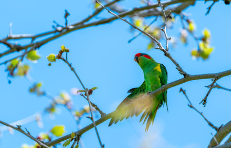 Musk Lorikeet or Glossopsitta concinna, colorful parrot native to Australia, perched on tree branch in natural habitat.の写真素材