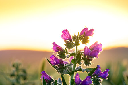 Blooming Echium plantagineum, also known as Salvation Jane or Patterson Curse, covering the...