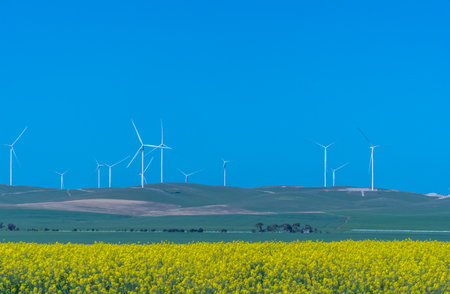 Giant wind turbines over golden wheat and canola fields under bright midday sun in South Australia.の写真素材