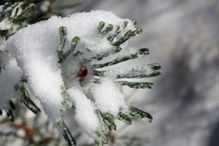 Snow covered Pine