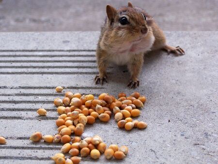 Chipmunk Cheeksの写真素材