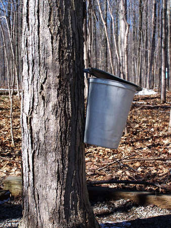 Maple sap bucket hanging on tree in sugar bushの写真素材
