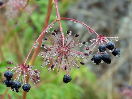 Sarsaparilla Berries