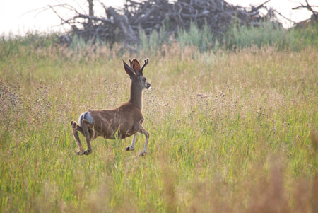 Mule deer buck running in the field of the Buffalo Pound Provincial Park Saskatchewanの写真素材