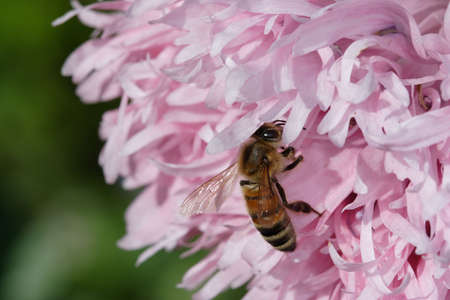 A honey bee on an ornamental poppy