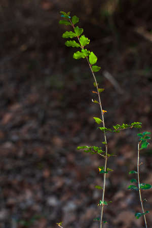 Photo of back lit green leafsの写真素材