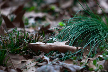 Brown leaves on green grass.の写真素材