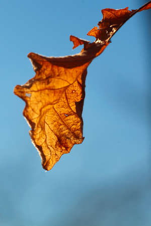 Back lit leaves hanging on a tree.の写真素材