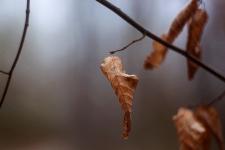 Brown leaves hanging on a tree